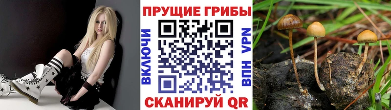 Псилоцибиновые грибы Magic Shrooms  Купить закладки  Избербаш 